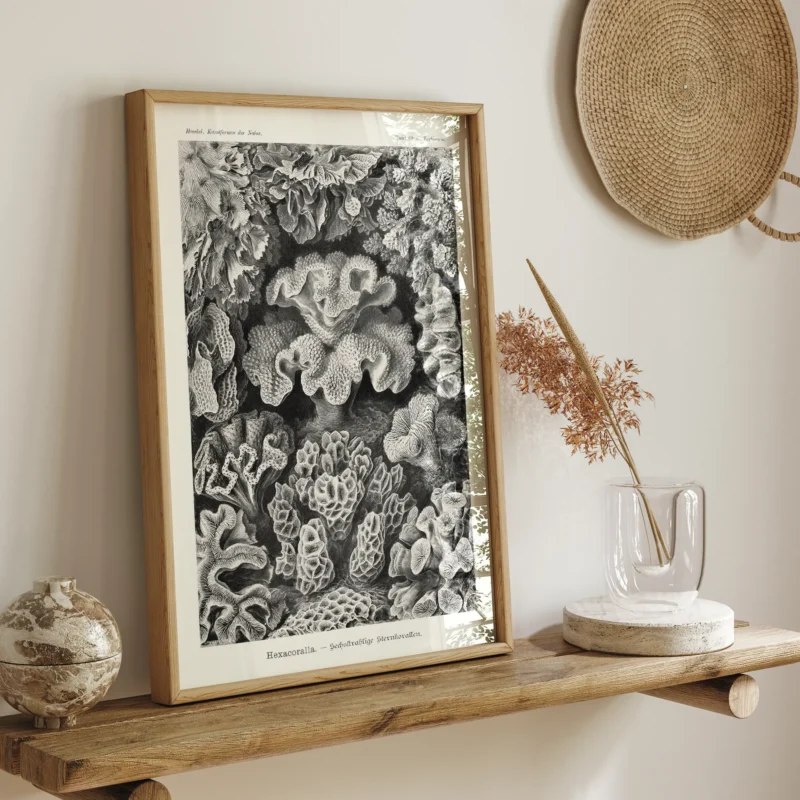 Sechsstrahlige Blumentiere :Ernst Haeckel