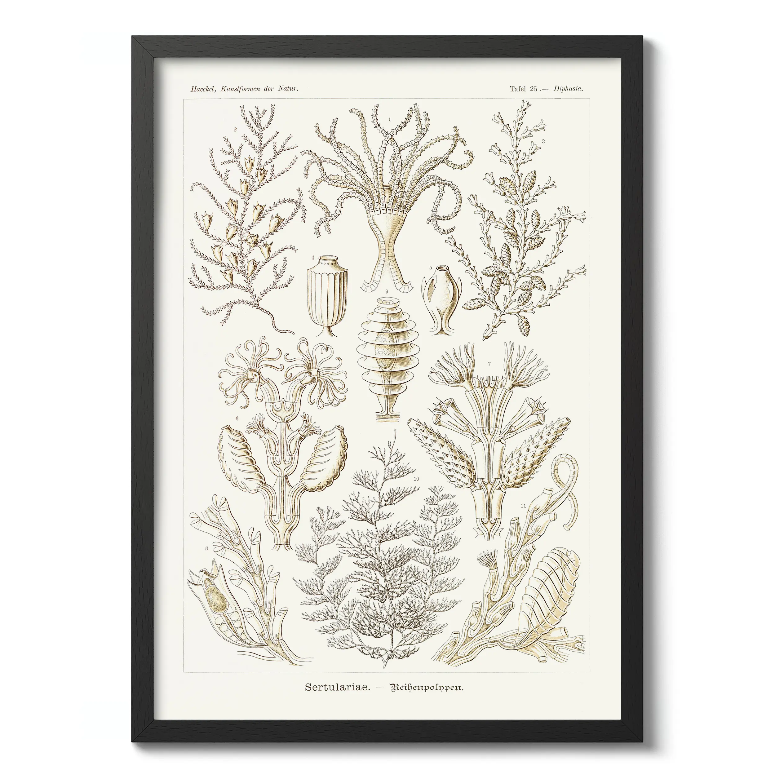 Sertularia
