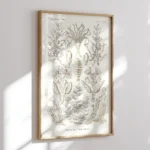 Sertularia