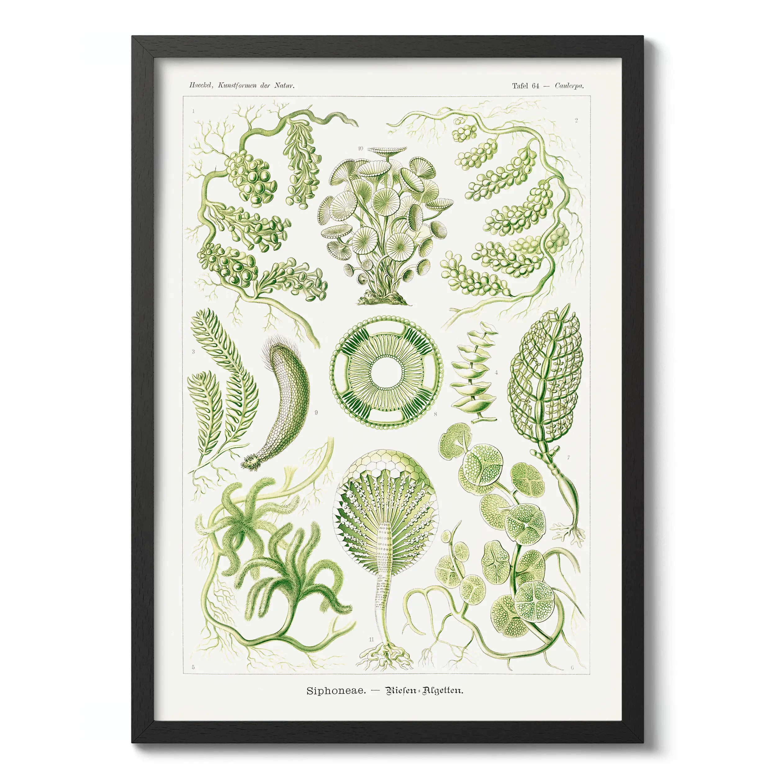 Siphoneae :Ernst Haeckel
