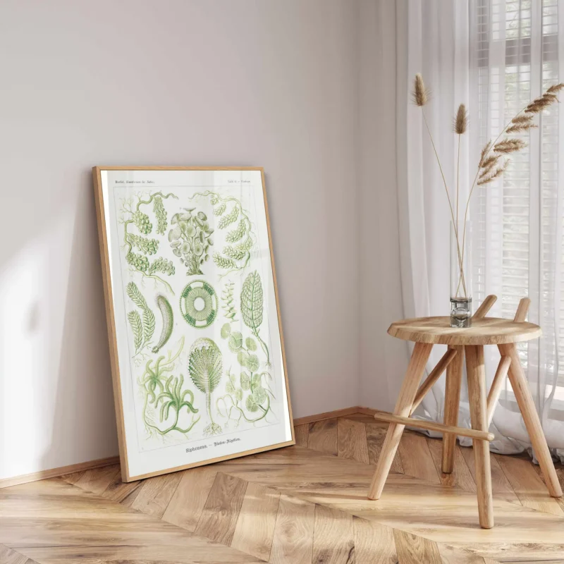 Siphoneae :Ernst Haeckel