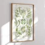 Siphoneae :Ernst Haeckel