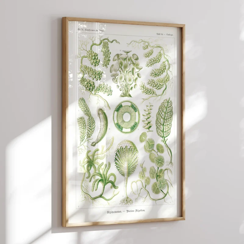 Siphoneae :Ernst Haeckel