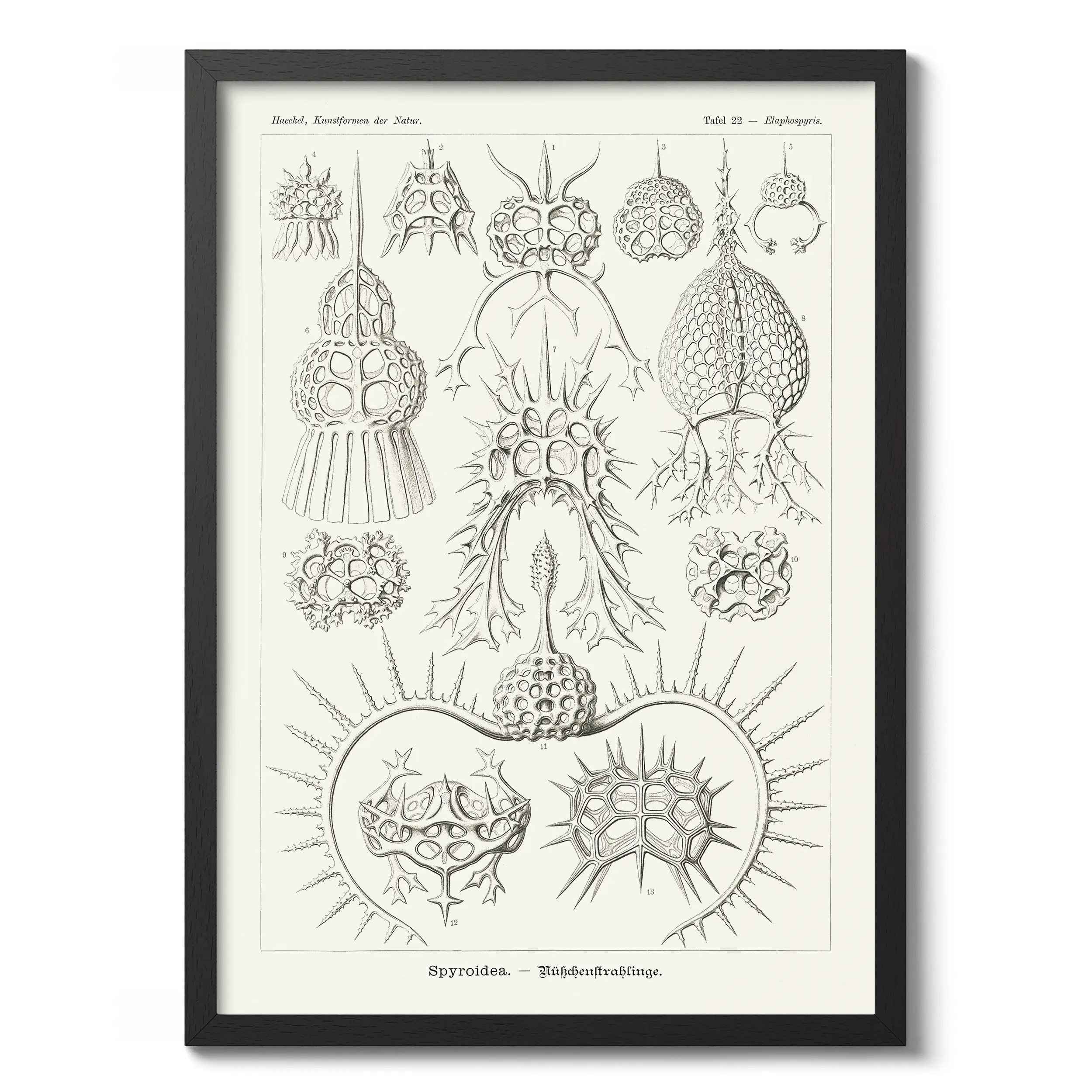 Spyroide :Ernst Haeckel