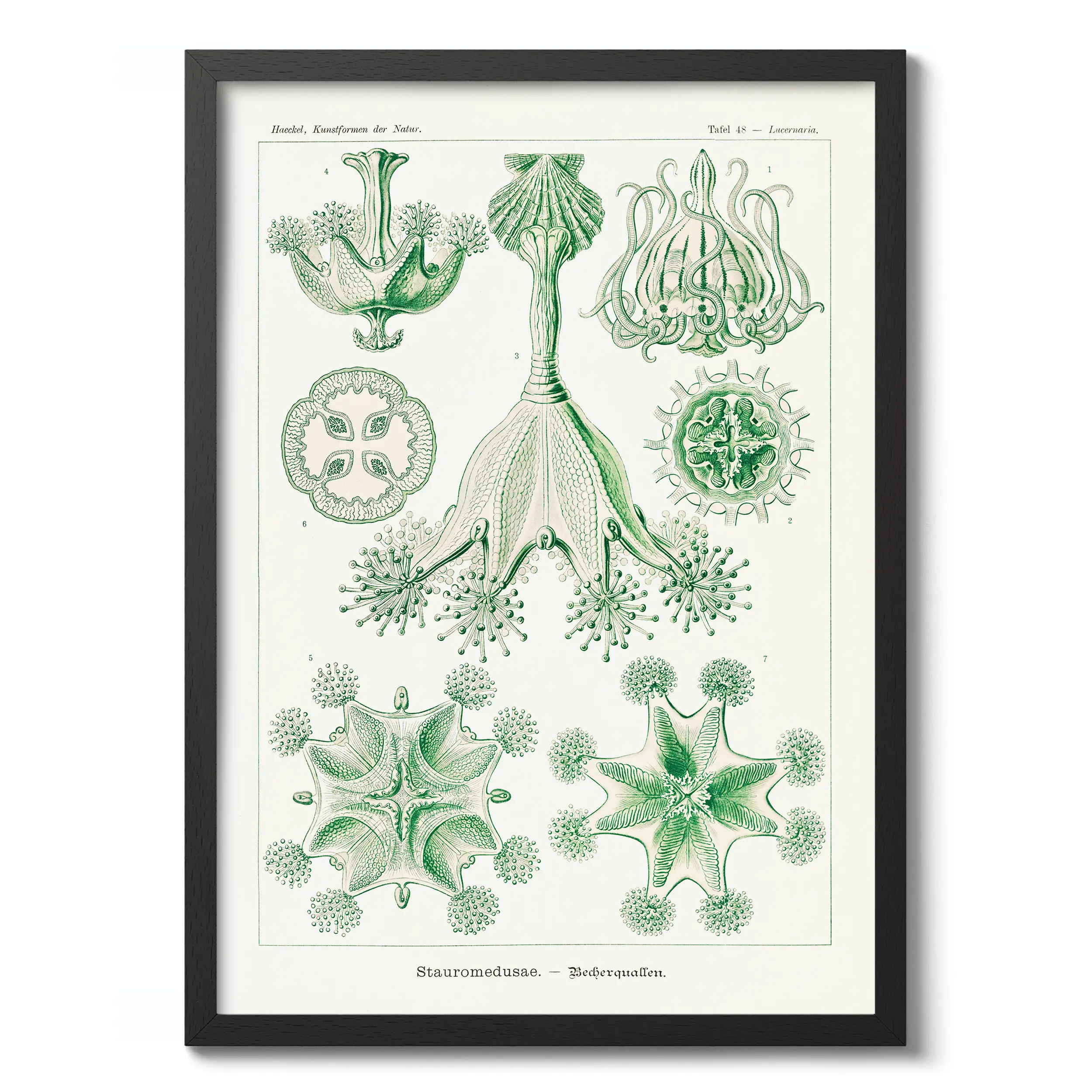 Spumellaria :Ernst Haeckel