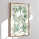 Spumellaria :Ernst Haeckel