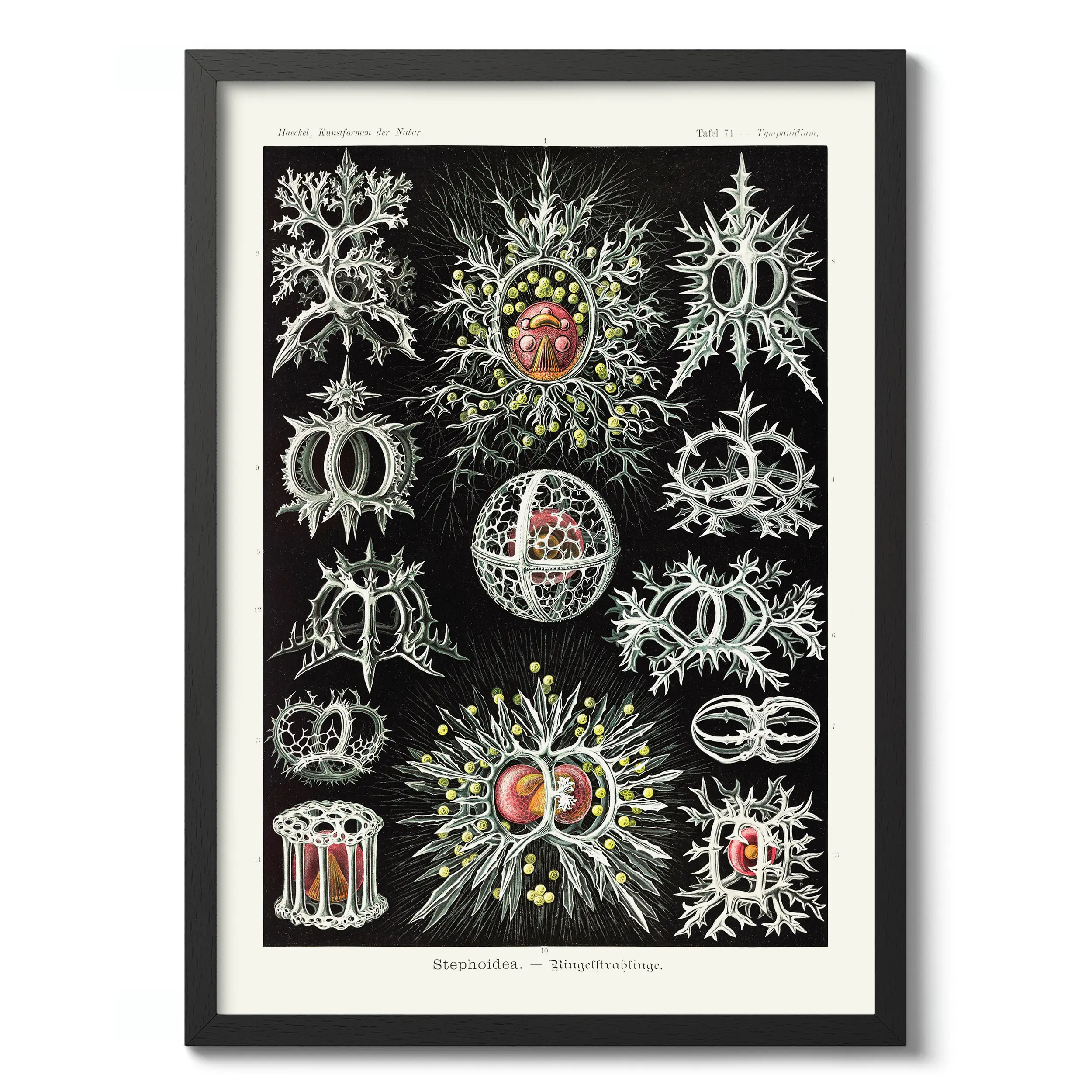 Stephoidea :Ernst Haeckel