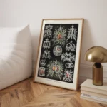 Stephoidea :Ernst Haeckel