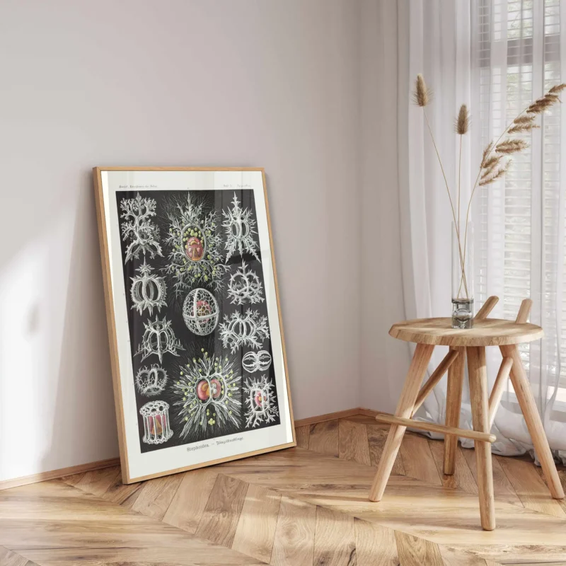 Stephoidea :Ernst Haeckel