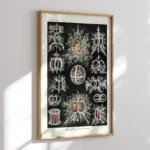 Stephoidea :Ernst Haeckel