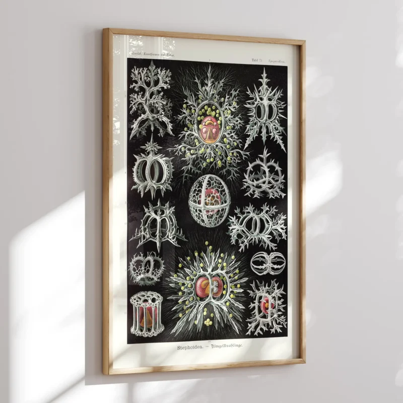 Stephoidea :Ernst Haeckel