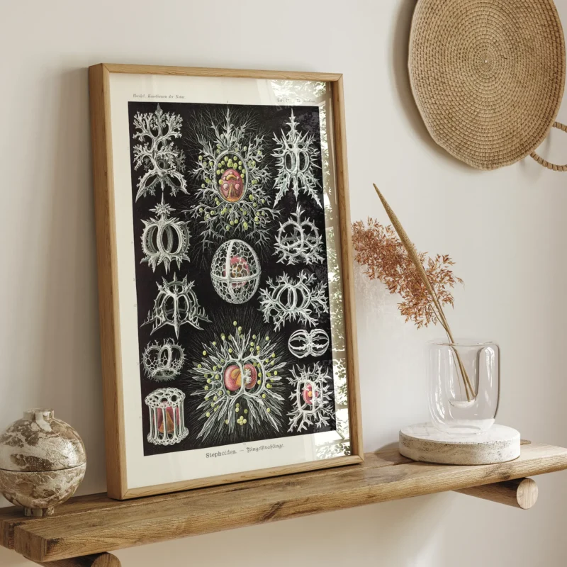 Stephoidea :Ernst Haeckel