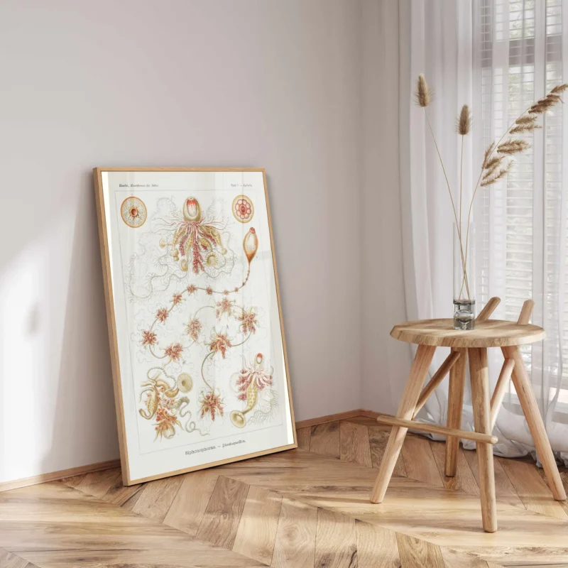 Strobalia :Ernst Haeckel