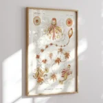 Strobalia :Ernst Haeckel