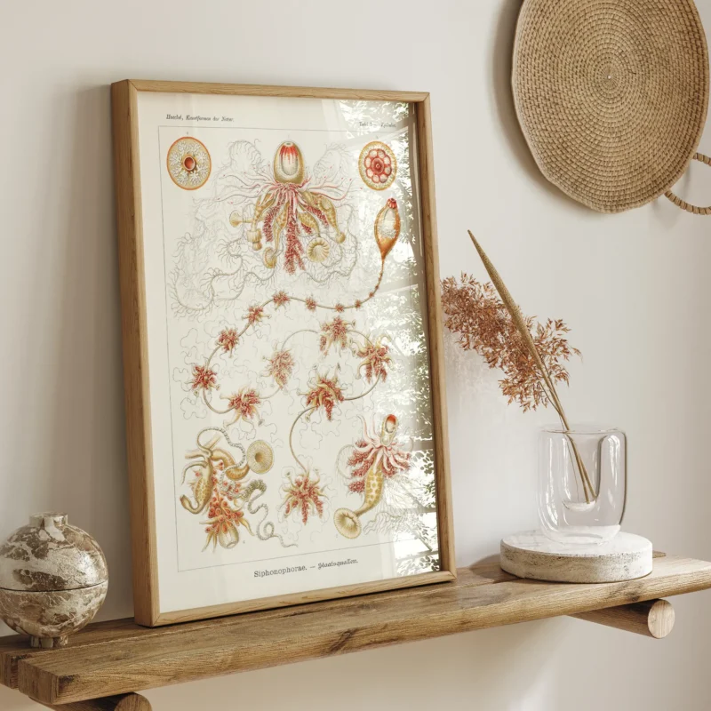 Strobalia :Ernst Haeckel