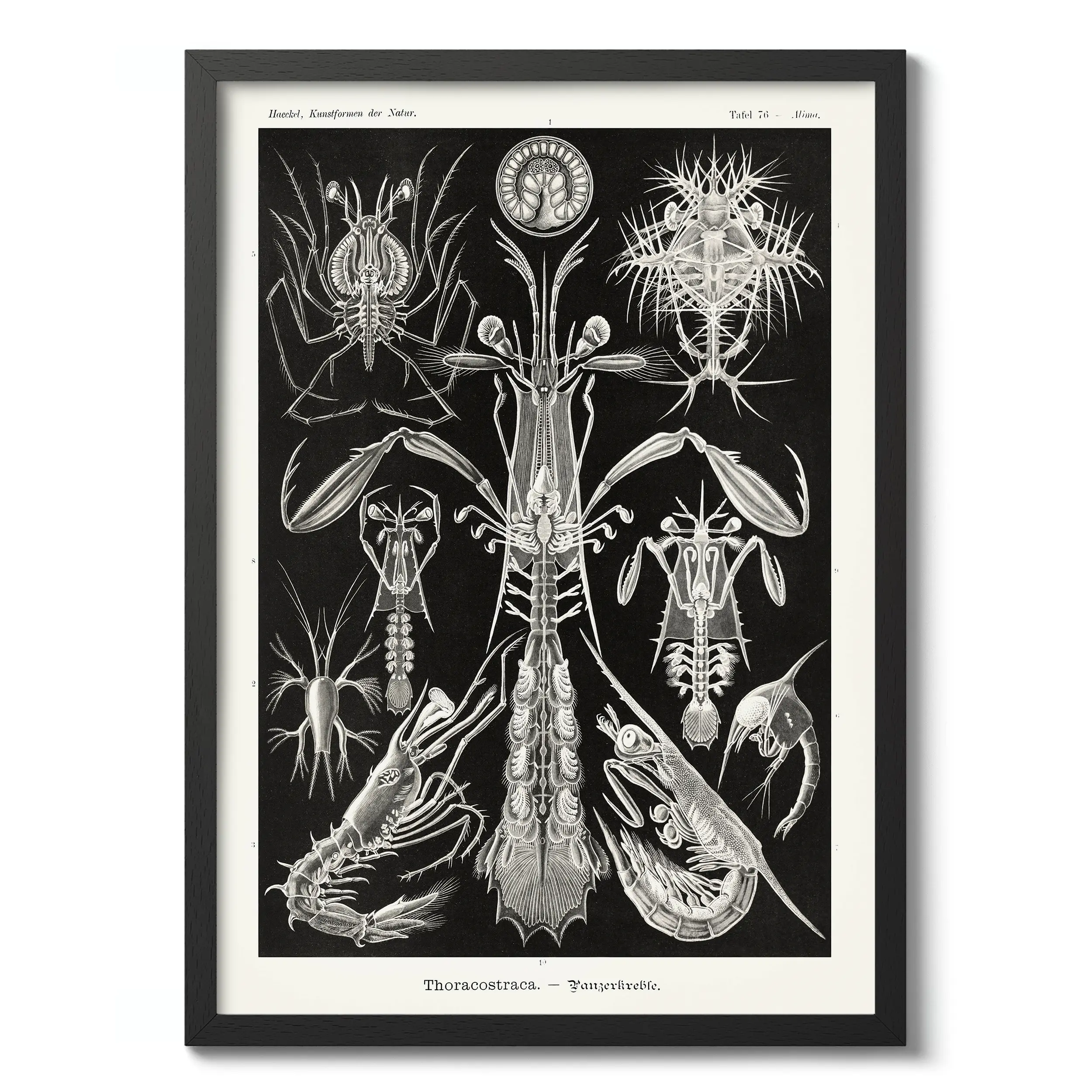Thoracostraca :Ernst Haeckel