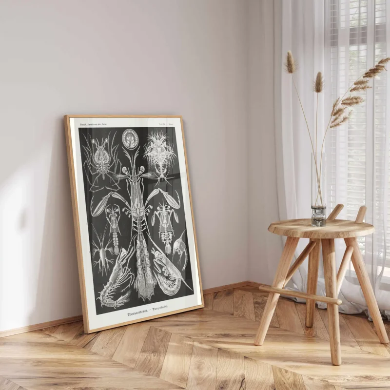 Thoracostraca :Ernst Haeckel