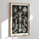 Thoracostraca :Ernst Haeckel
