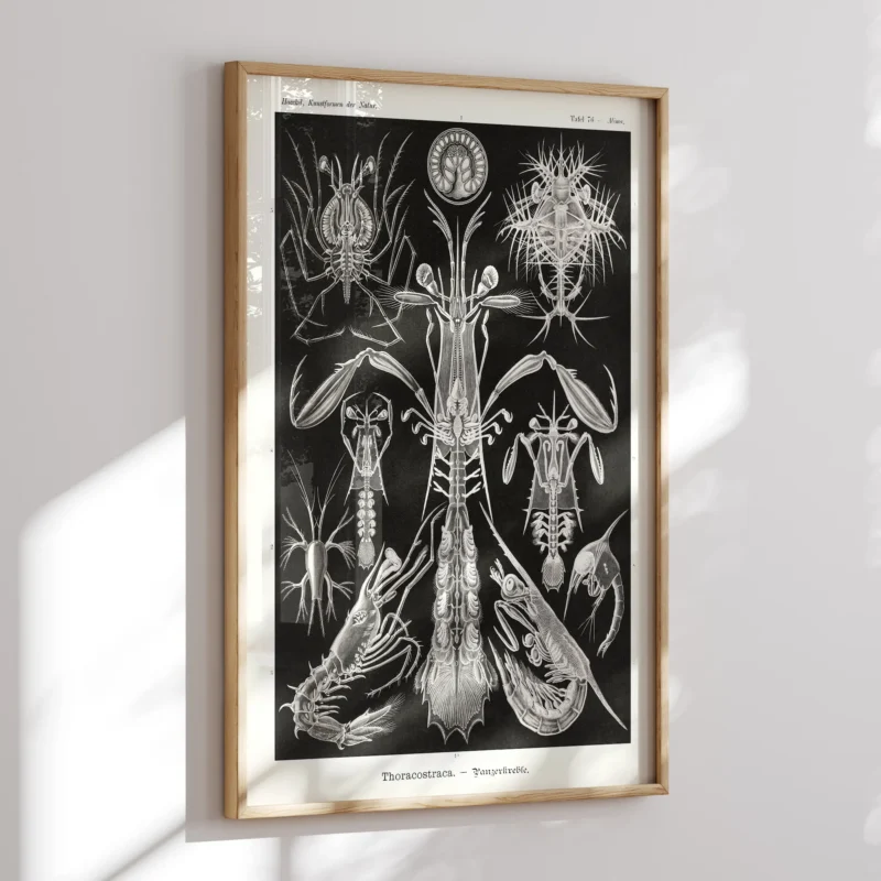 Thoracostraca :Ernst Haeckel