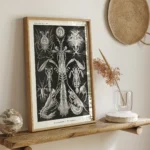 Thoracostraca :Ernst Haeckel