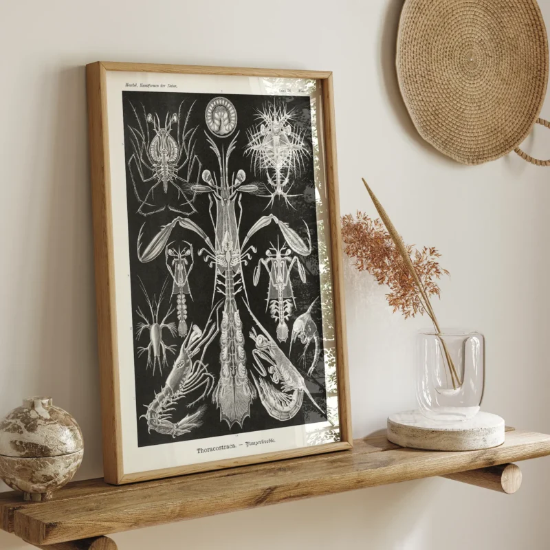 Thoracostraca :Ernst Haeckel